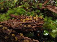 Calocera lutea image