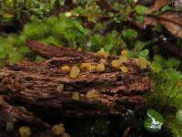 Calocera lutea image