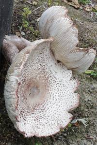 Leucoagaricus americanus image