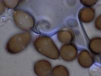 Uromycladium maritimum image