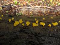 Calocera lutea image