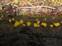 Calocera lutea image