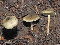 Lepiota grangei image