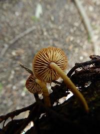 Heimiomyces atrofulvus image