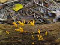 Calocera pedicellata image