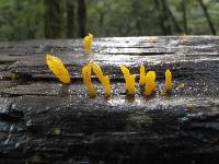 Dacrymyces flabelliformis image