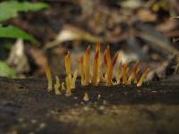 Calocera fusca image