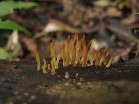 Calocera fusca image