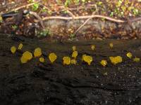 Calocera lutea image