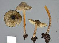 Lepiota grangei image