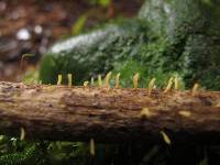 Calocera guepinioides image