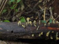 Dacrymyces longistipitatus image