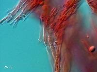 Clavaria phoenicea var. persicina image