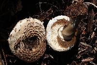 Chlorophyllum rachodes image