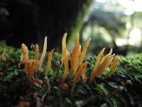 Calocera fusca image