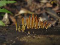 Calocera fusca image