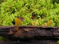 Calocera guepinioides image