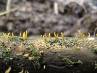 Calocera pedicellata image