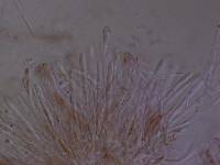 Geoglossum berteroi image