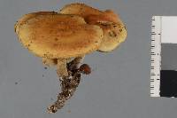 Hypholoma subviride image