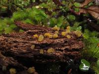 Calocera lutea image