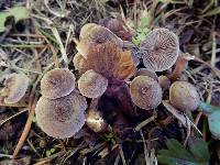 Inocybe pseudorubens image