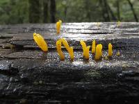 Dacrymyces flabelliformis image