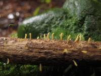 Calocera guepinioides image