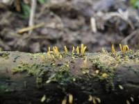 Calocera pedicellata image