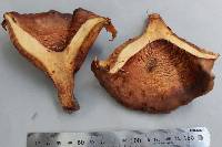 Paxillus ammoniavirescens image