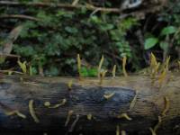 Calocera guepinioides image