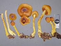 Cortinarius castaneodiscus image