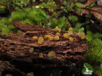 Calocera lutea image