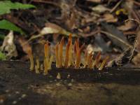 Calocera fusca image