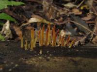 Calocera fusca image