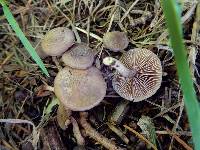 Inocybe pseudorubens image