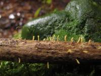 Calocera guepinioides image