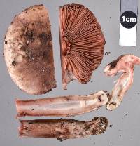 Agaricus dolichopus image