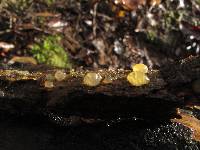 Dacrymyces stenosporus image