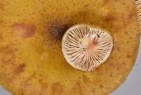 Armillaria novae-zelandiae image