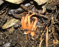 Clavaria phoenicea image