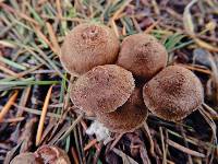 Inocybe pseudorubens image