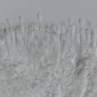 Entalbostroma erumpens image