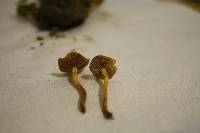 Pholiota subflammans image