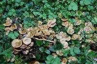 Pholiota subflammans image