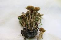 Pholiota subflammans image