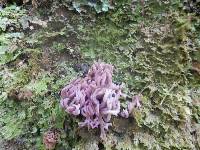 Clavaria zollingeri image