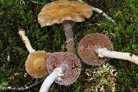 Cortinarius meleagris image