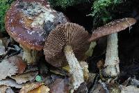 Cortinarius subcastanellus image