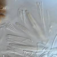 Asterocalyx mirabilis image